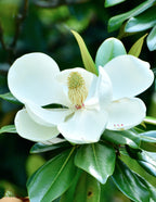 Teddy Bear® Southern Magnolia