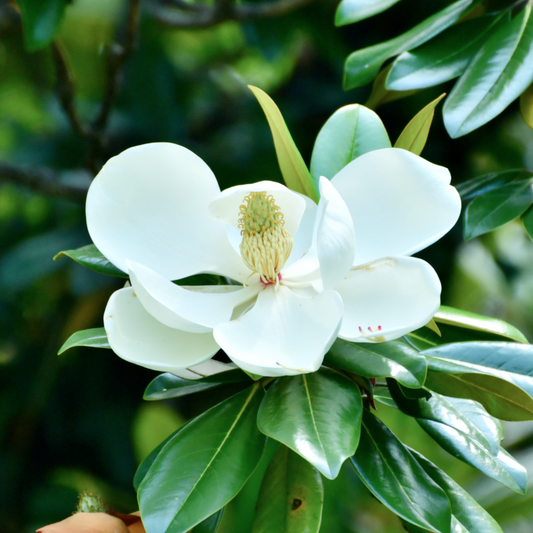 Teddy Bear® Southern Magnolia