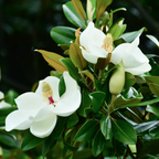 Teddy Bear® Southern Magnolia