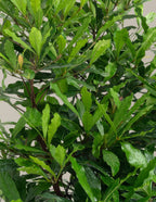 Southern Wax Myrtle