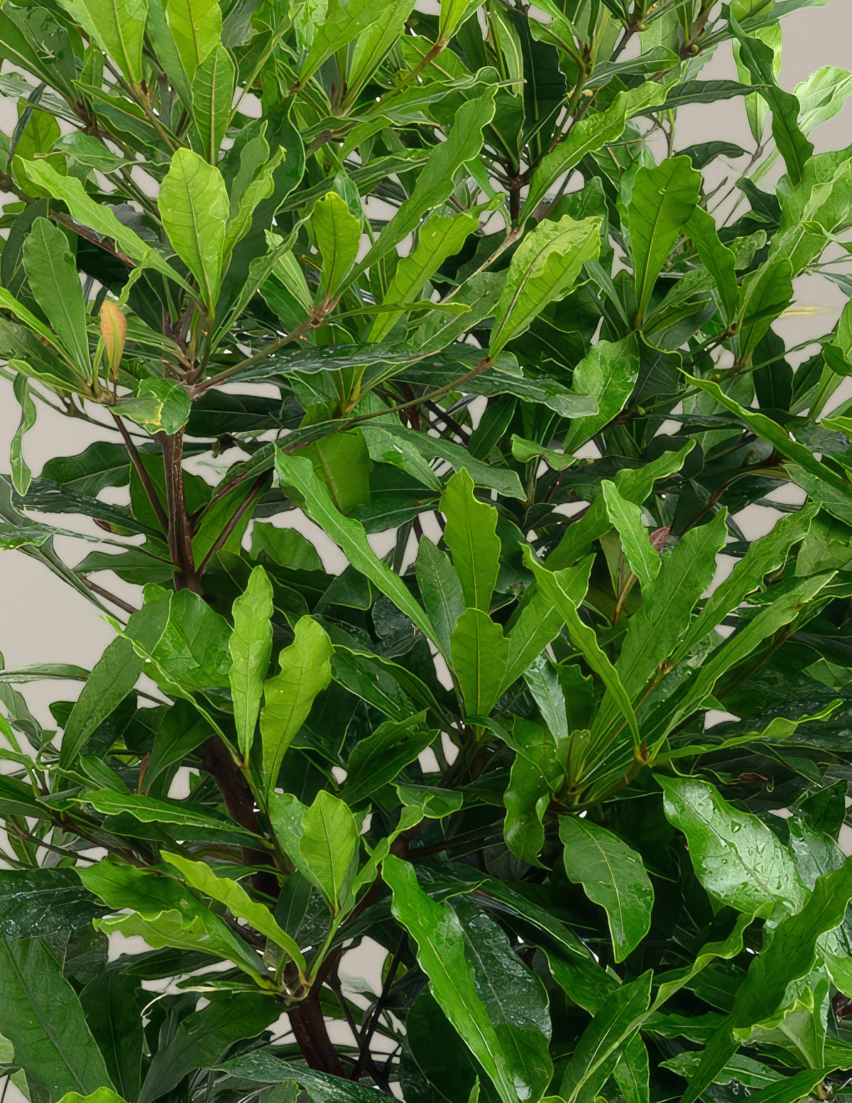 Southern Wax Myrtle