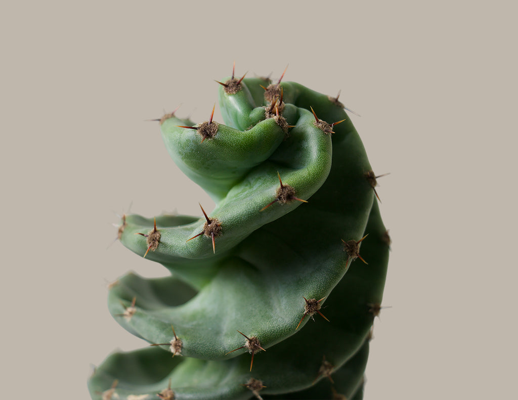 Spiral Cactus