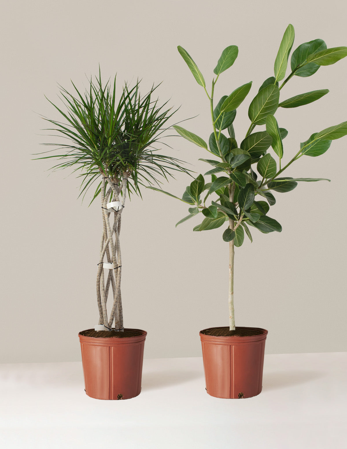 plant pot maker Statement Maker Duo | Indoor Houseplants
