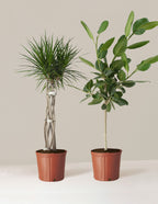 bundle | Large | Grow Pot