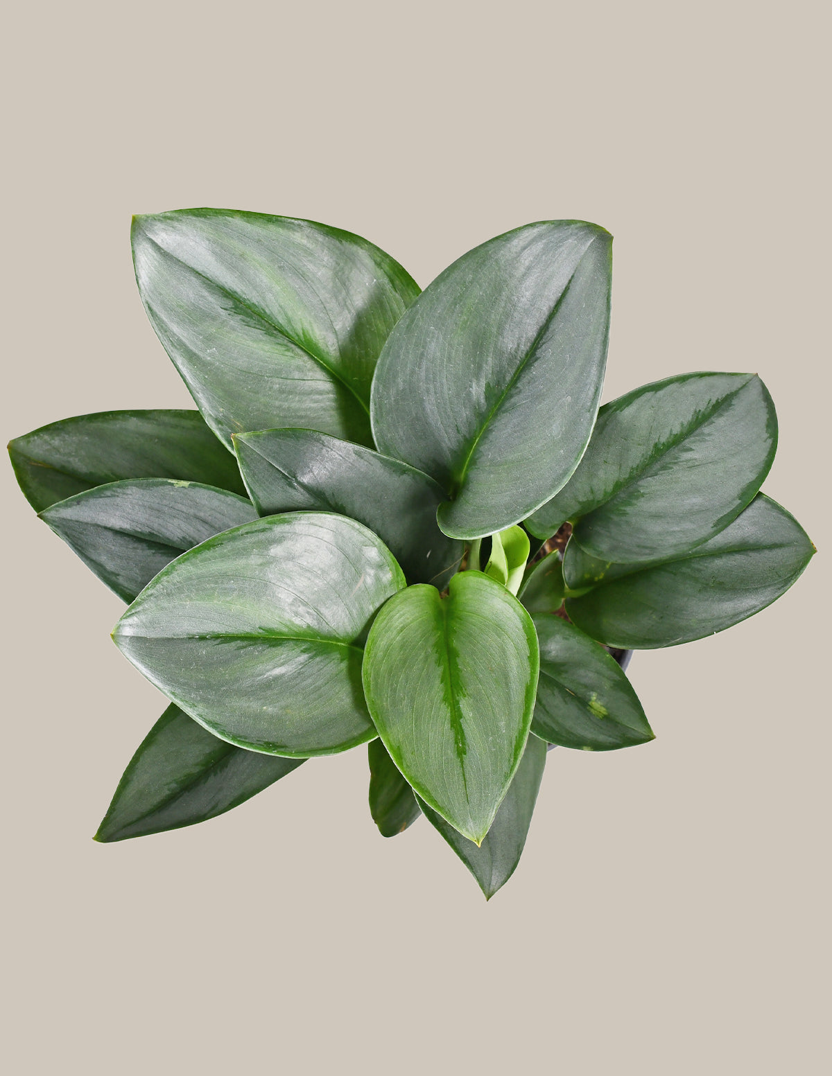 Pothos Sterling Silver