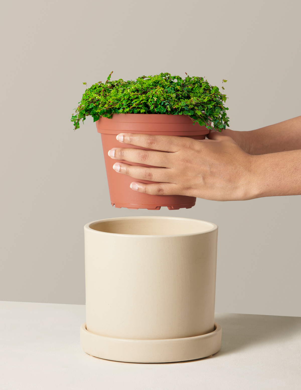 frog pot plant String of Frogs | Tropical Indoor Plants & Houseplants for Delivery