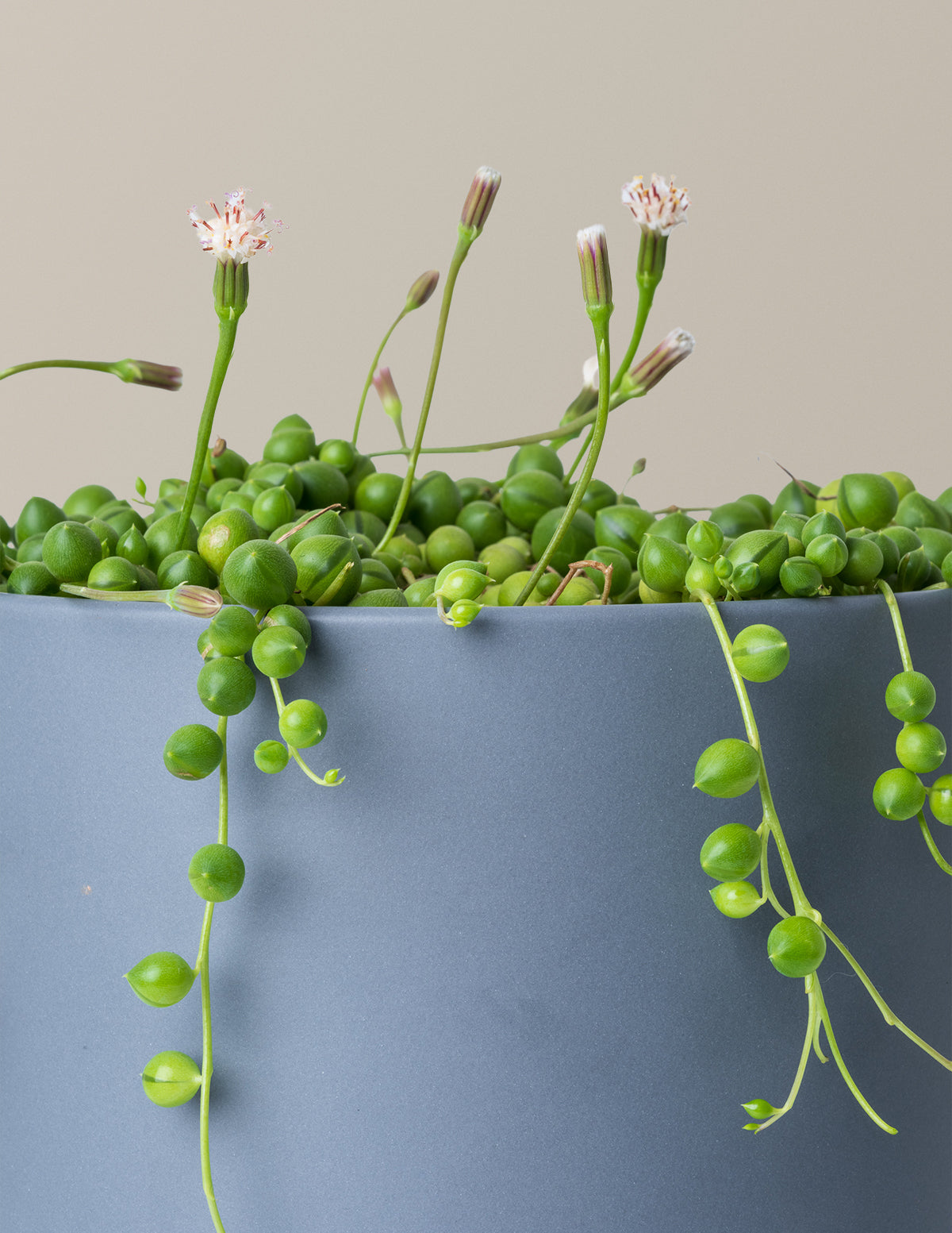 succulents pearls The Sill String of Pearls Houseplants, Small in Cream