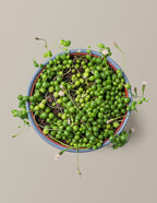 String of Pearls