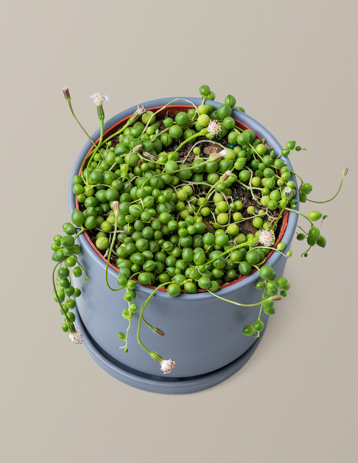 plant that looks like hanging peas String of Pearls