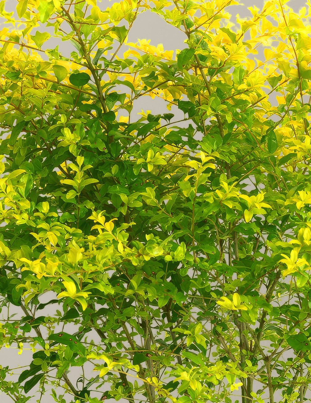 Sunshine Ligustrum
