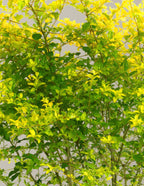 Sunshine Ligustrum