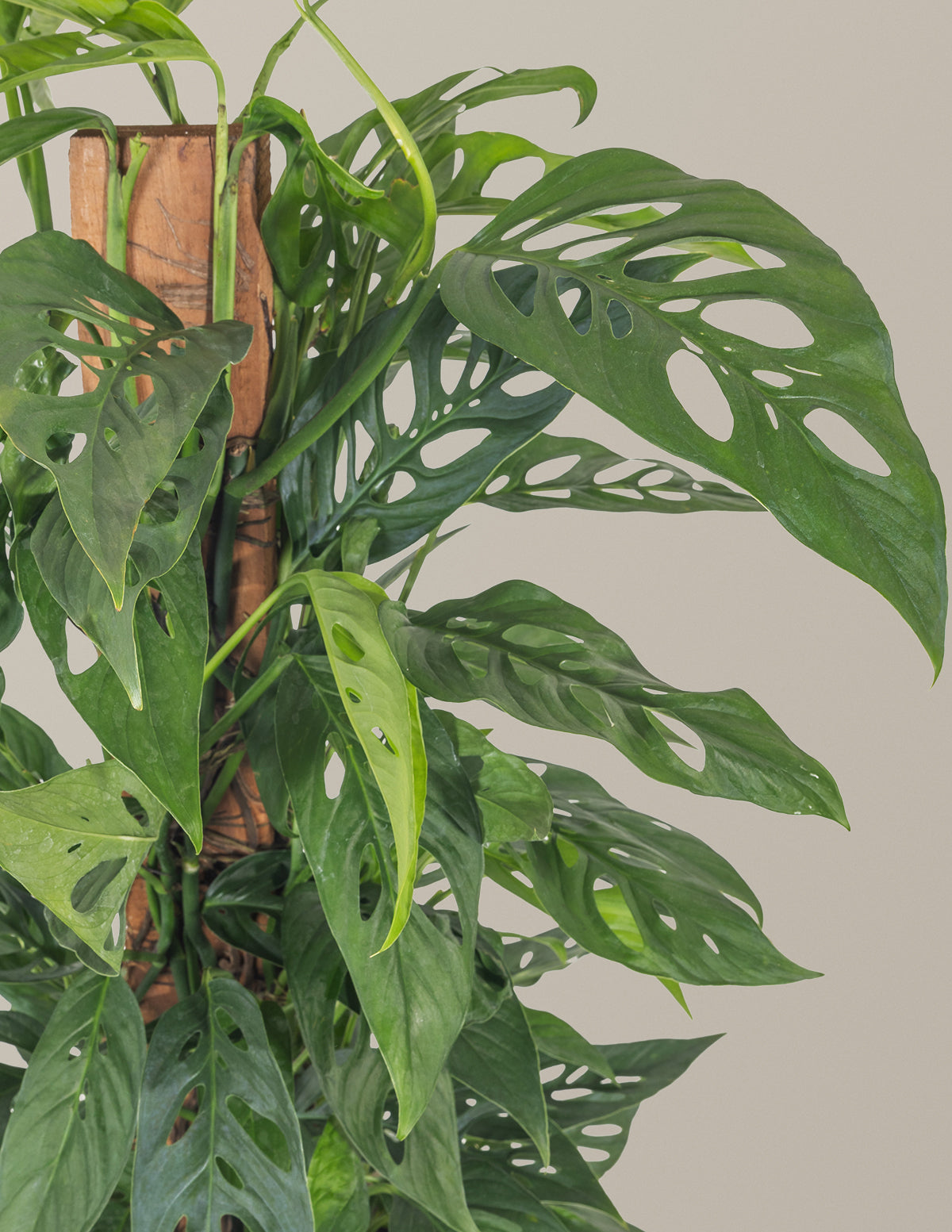 Monstera Adansonii Totem