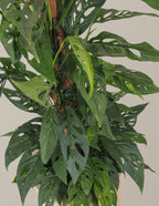 Monstera Adansonii Totem