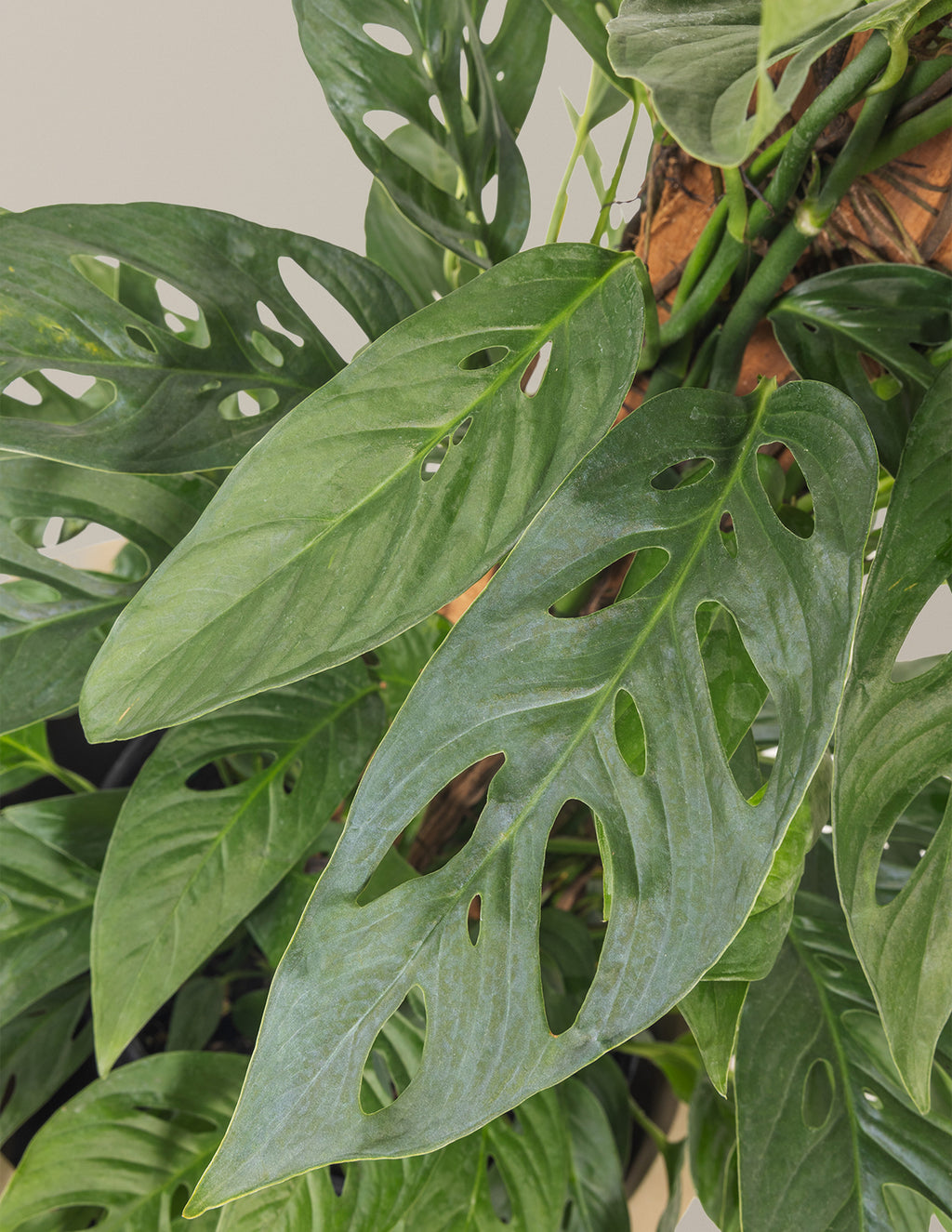 Monstera Adansonii Totem