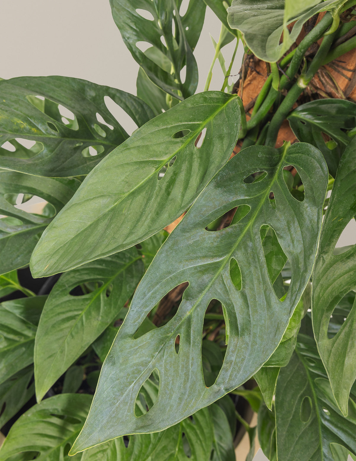 Monstera Adansonii Totem