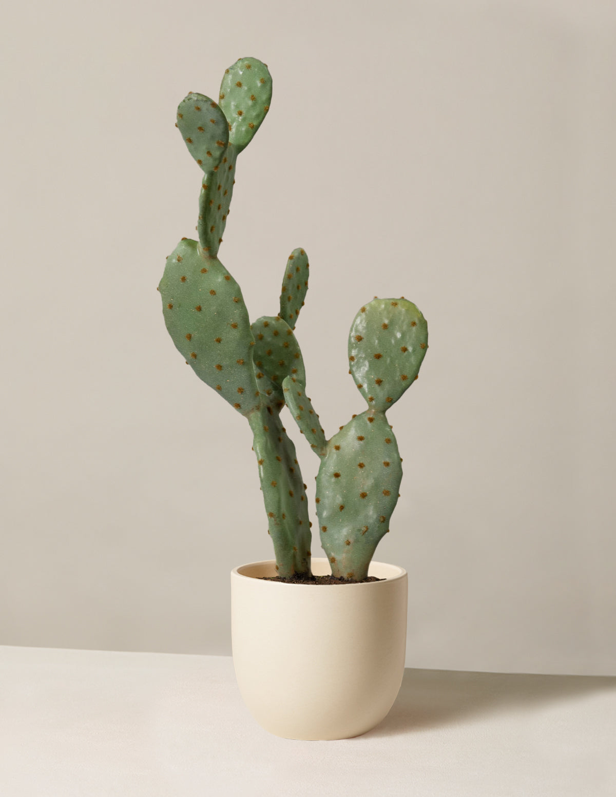 cactus indoor plant Artificial Cactus Houseplant - Medium (25" tall) Black Planter