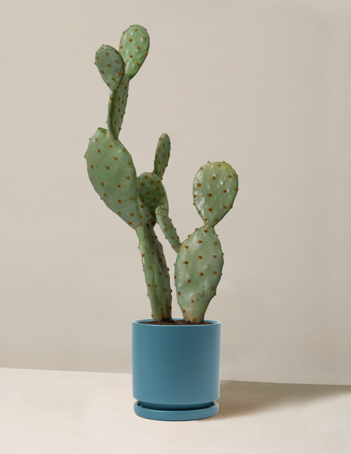 bundle | Medium | Isabella | Antique Teal