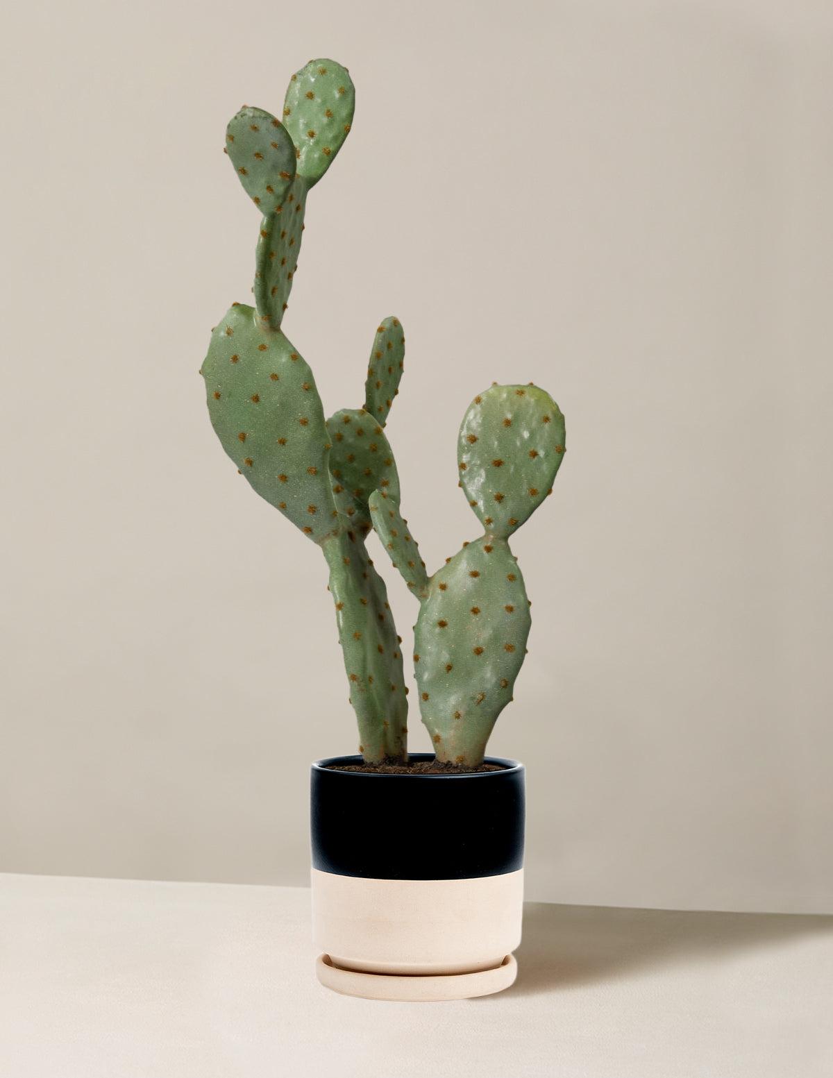 Fake cactus discount