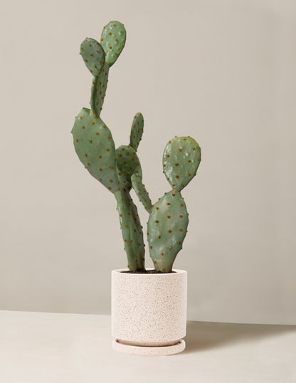 Faux Cactus