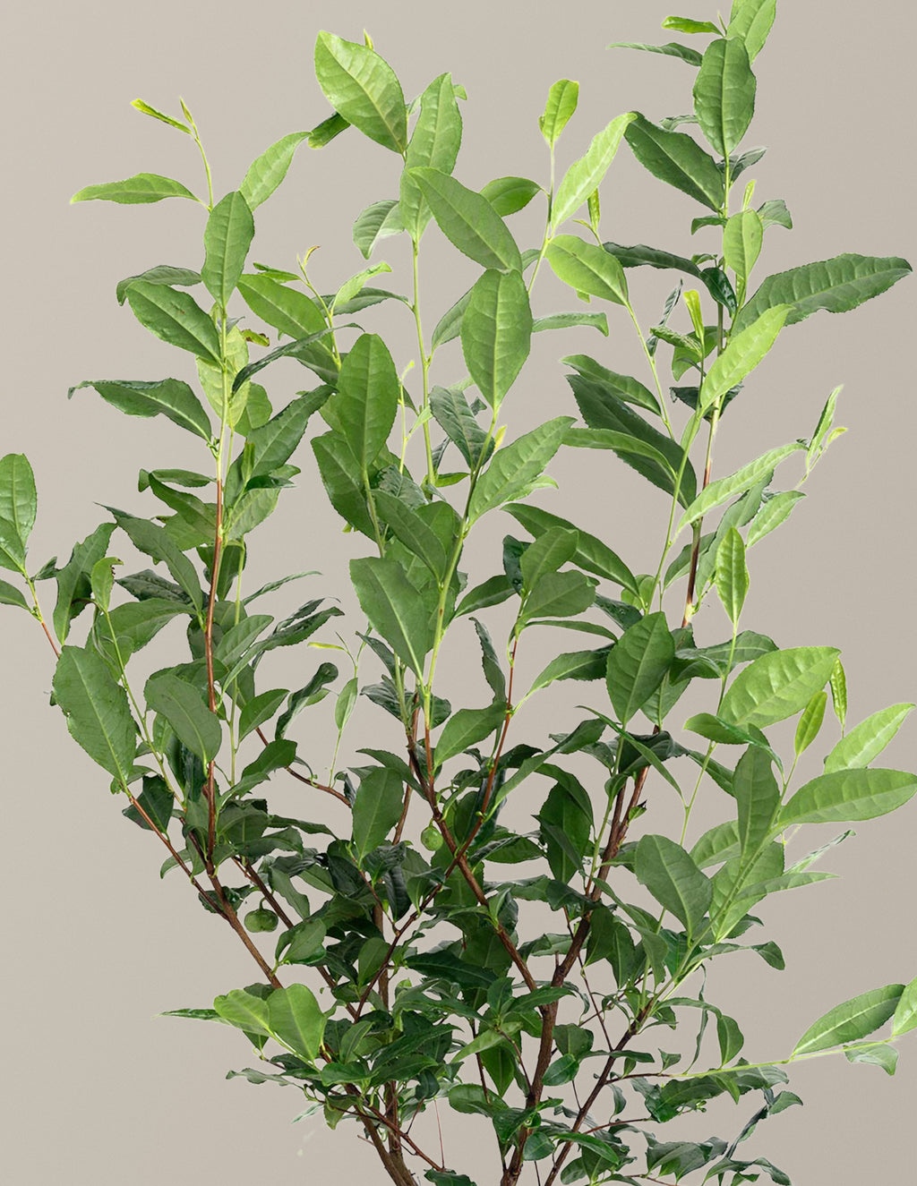 Tea Plant (Camellia Sinensis)