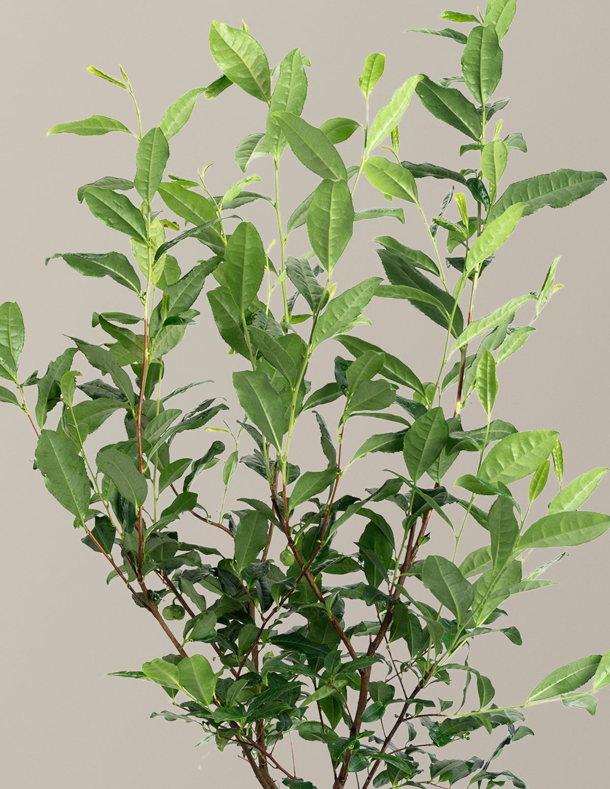 Tea Plant (Camellia Sinensis)