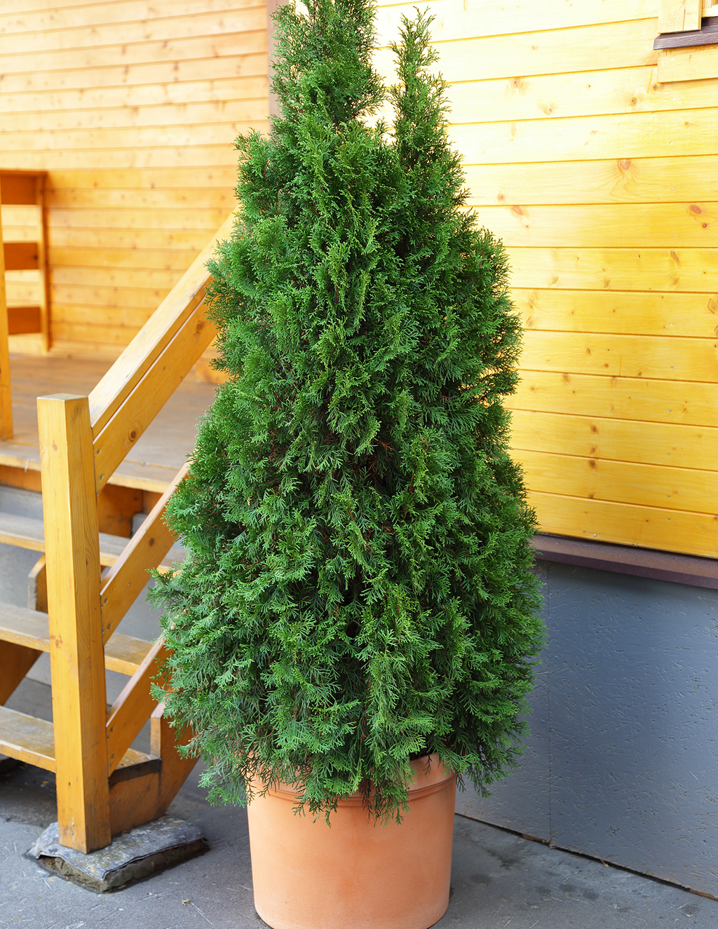 Thuja Virginian™