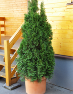 Thuja Virginian™