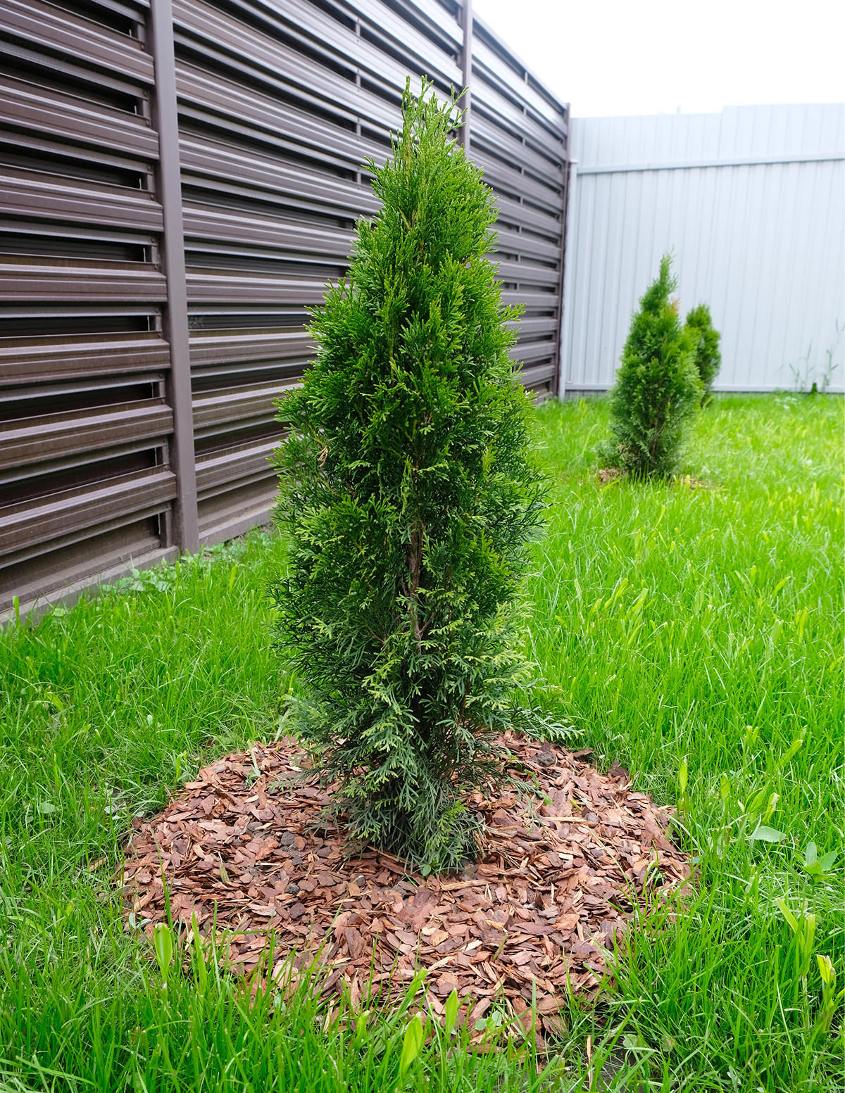Thuja Virginian™