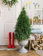 Thuja Virginian™