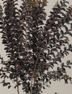 Thunderstruck™ Coral Boom™ Crape Myrtle