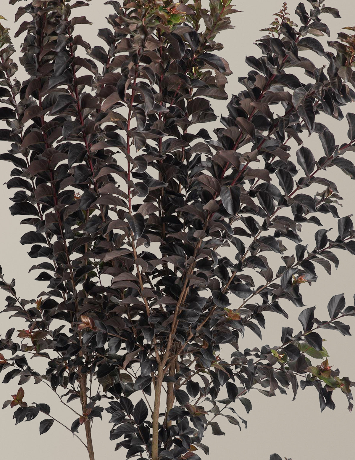 Thunderstruck™ Coral Boom™ Crape Myrtle