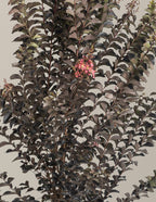 Thunderstruck™ Coral Boom™ Crape Myrtle