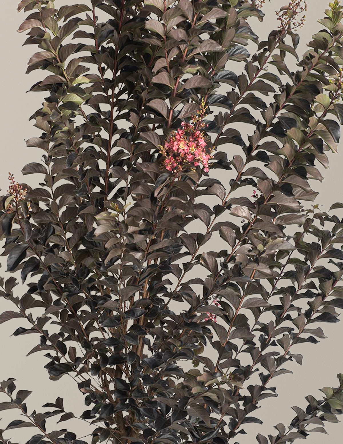Thunderstruck™ Coral Boom™ Crape Myrtle