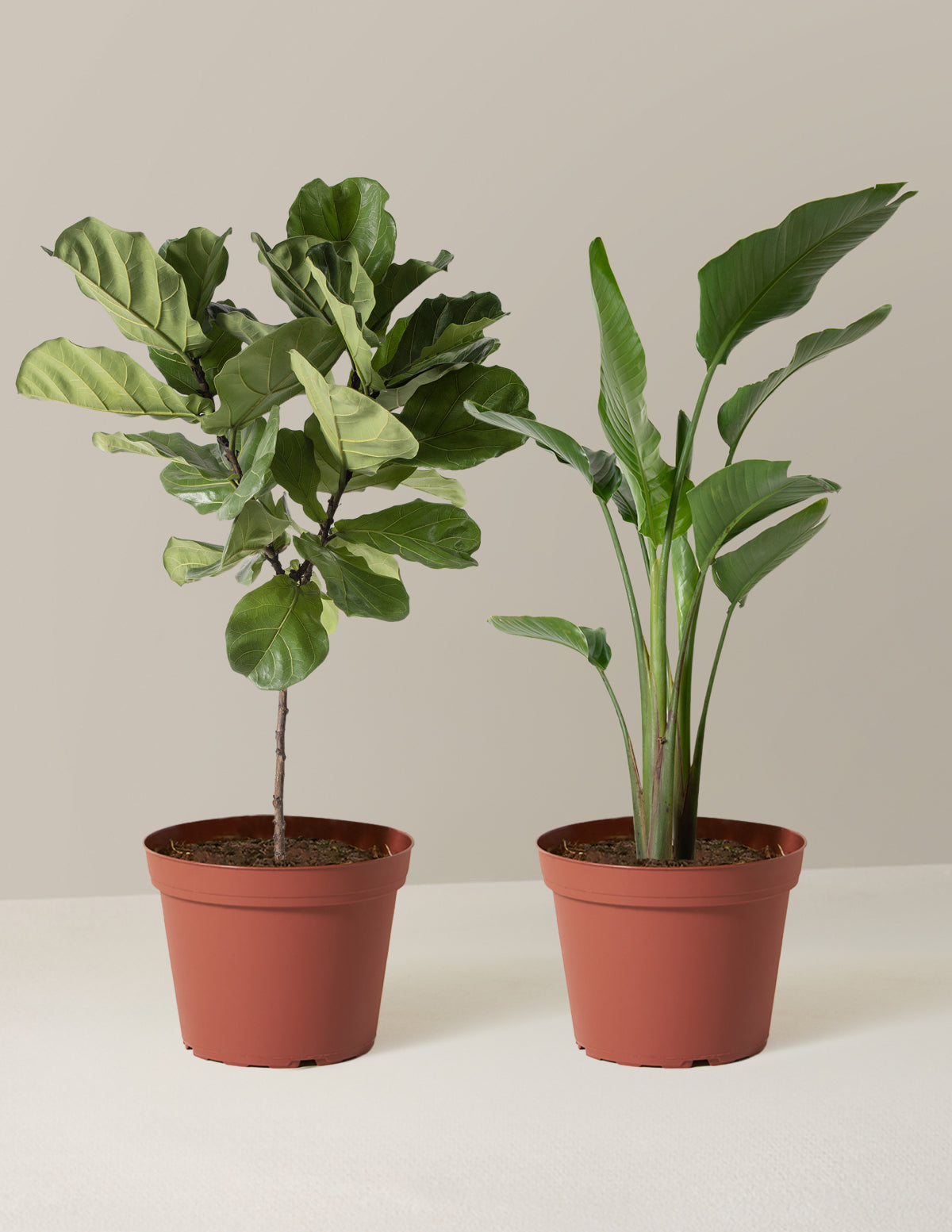 bundle | Massive | Grow Pot