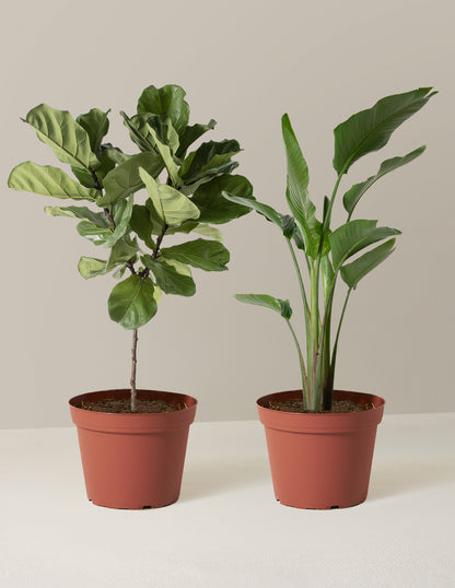 bundle | Massive | Grow Pot