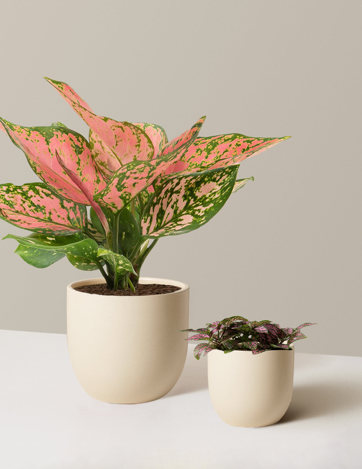 pot plant pink Touch of Pink Duo