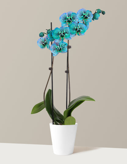 bundle | Small | Marianne | White