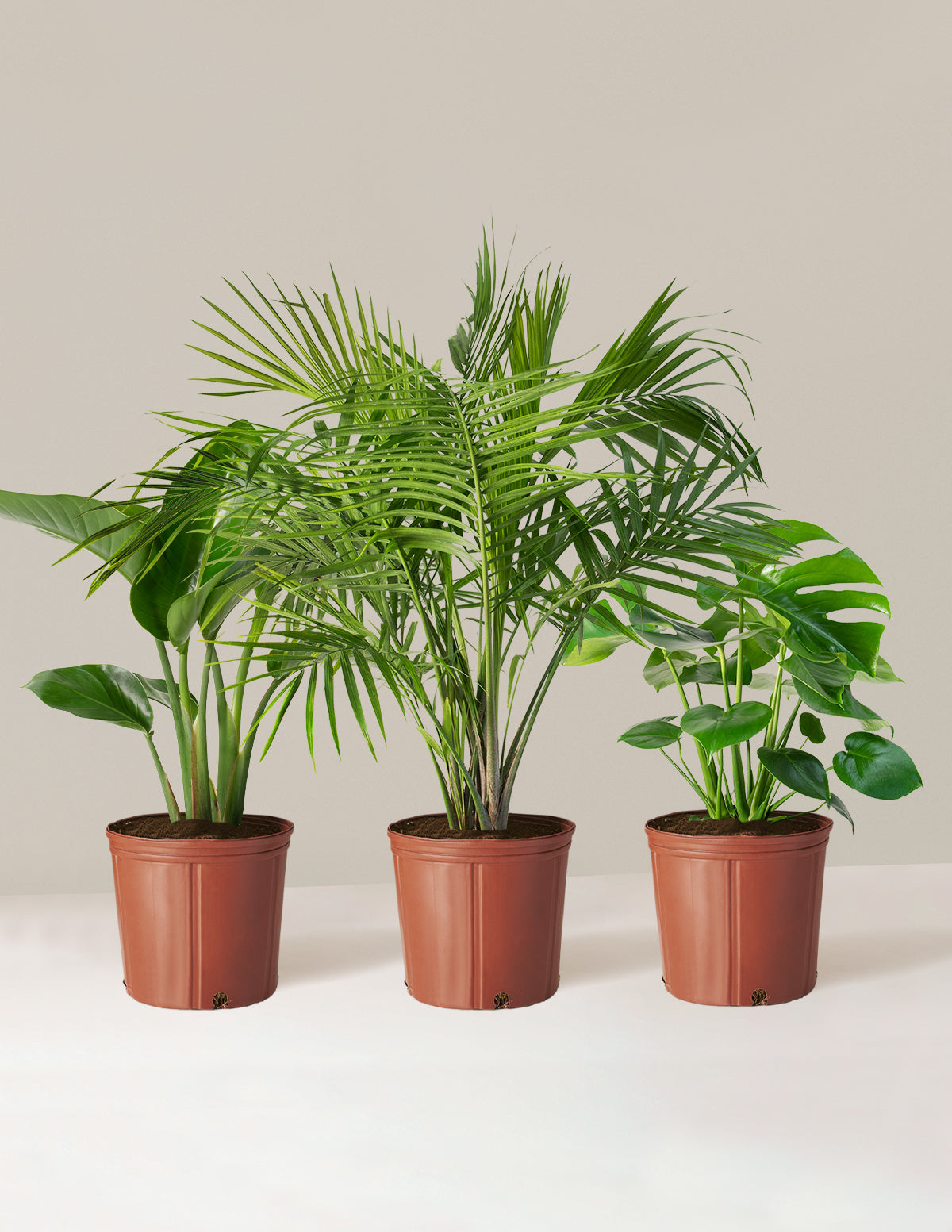 bundle | Large | Grow Pot