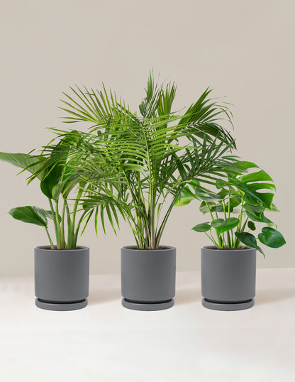 tall indoor tropical plants Tropical Trio Houseplants with Planter - Large (24-36" tall) Black Planters