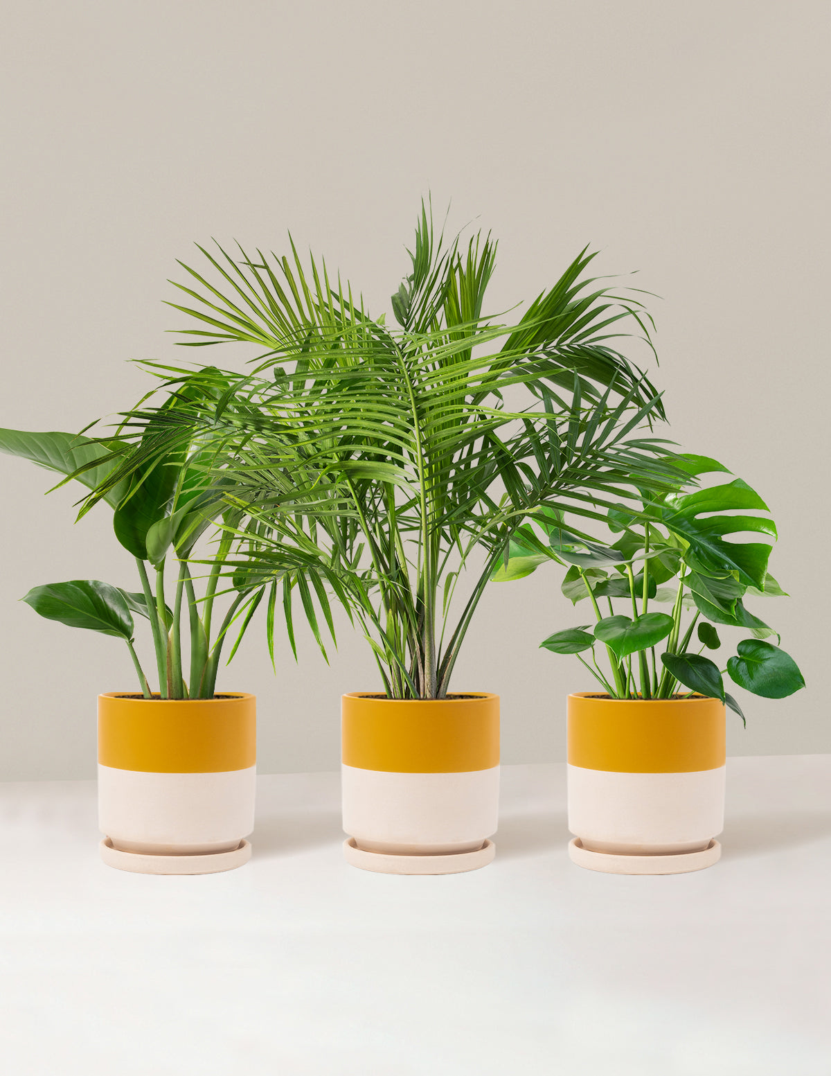 Tropical Trio Houseplants with Planter - Large (24-36