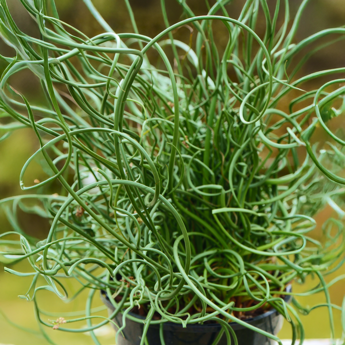 ColorGrass® Twister