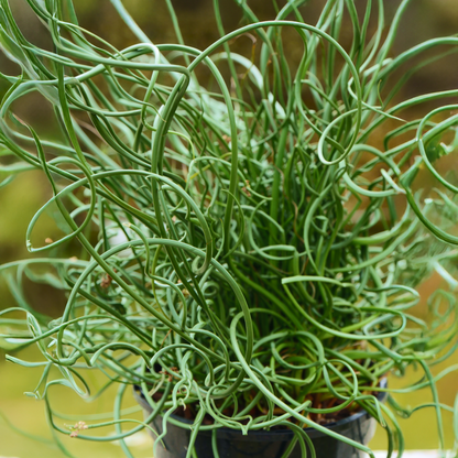 ColorGrass® Twister