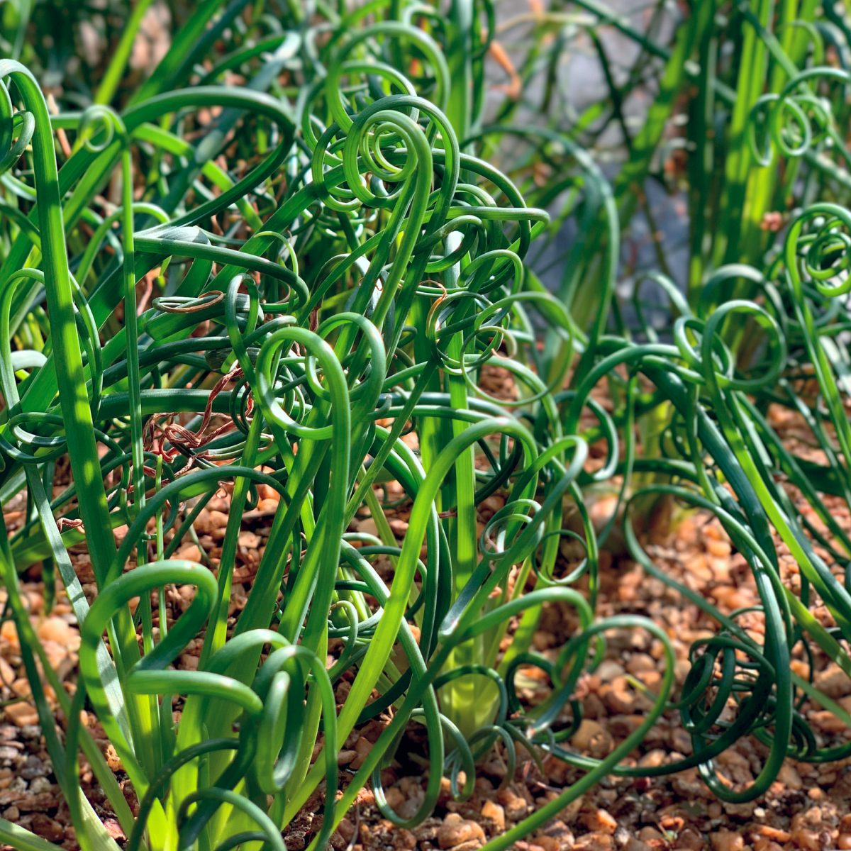 ColorGrass® Twister | The Sill