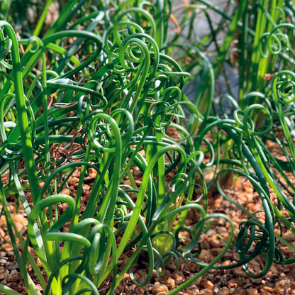 ColorGrass® Twister