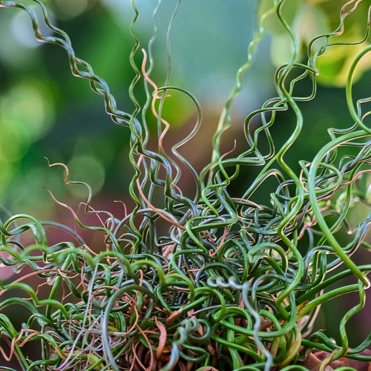 ColorGrass® Twister | The Sill