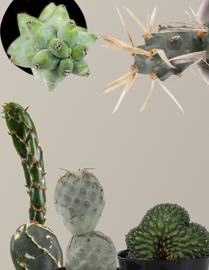 rare types of cactus Mini Rare Cactus Bundle