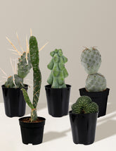 Mini Rare Cactus Bundle