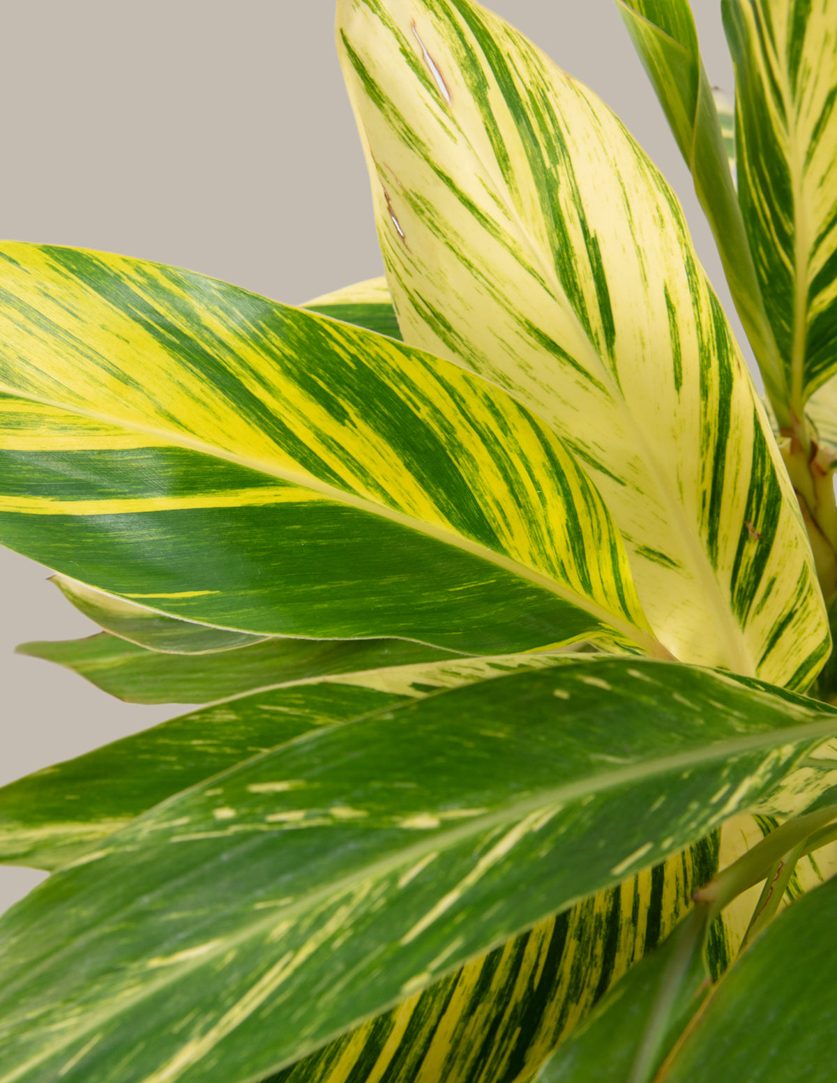 variegated ginger plant care indoor Large Variegated Ginger