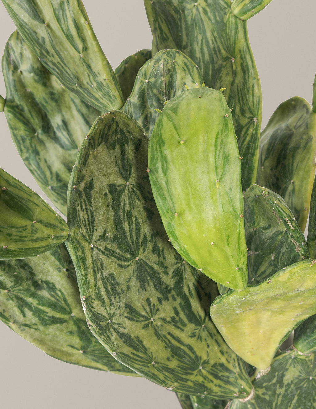 Variegated Prickly Pear Cactus