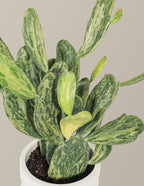 Variegated Prickly Pear Cactus